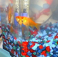 Carl the fish